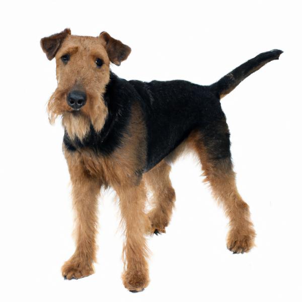 Wirelsh Terrier